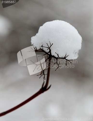 Image of Fountain Stone Flower