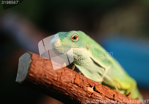 Image of green iguana