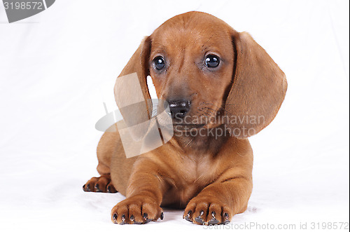 Image of dachshund puppy