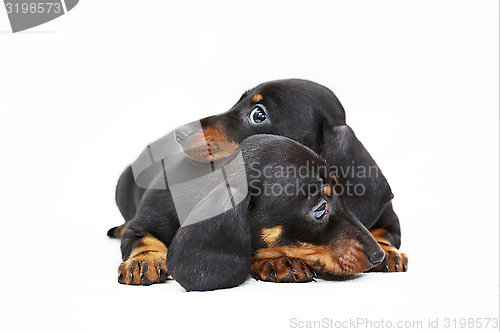 Image of two dachshund puppies