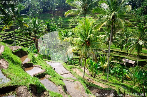 Image of Terrace rice fields on Bali, Indonesia