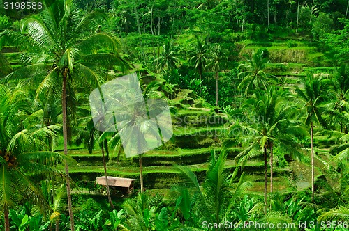 Image of Terrace rice fields on Bali, Indonesia