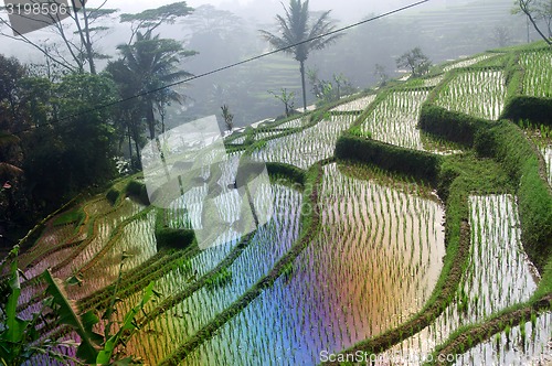 Image of Terrace rice fields on Java, Indonesia