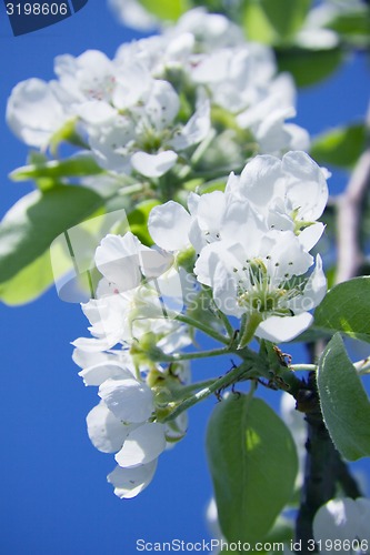 Image of spring, the tree blossomed delicate white cherry blossoms