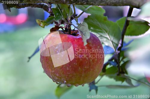 Image of big red Apple on the branch after the rain