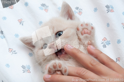 Image of kitten goes from hand