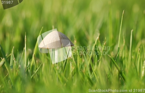 Image of Humble roof