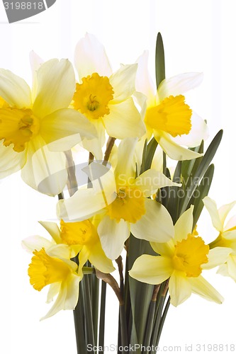 Image of Narcissus Bouquet