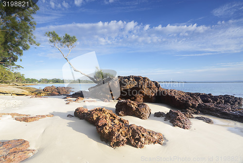 Image of Tree on a Rock, Jervis Bay