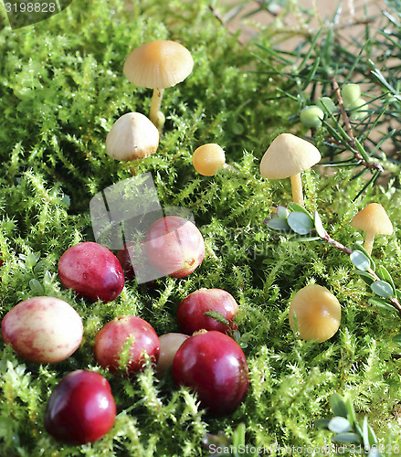 Image of Cranberries