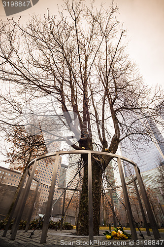 Image of Survivor Tree, Manhattan, New York.