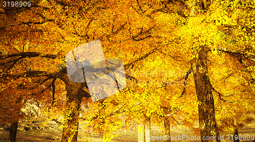 Image of Fall colors in mountains 