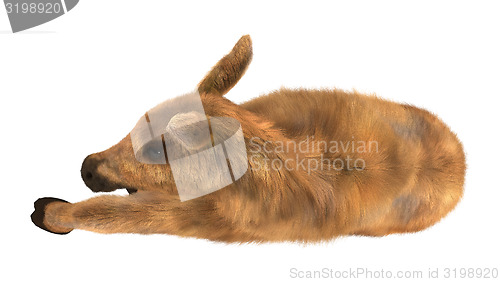 Image of Moose Calf