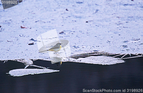 Image of Grey wagtail