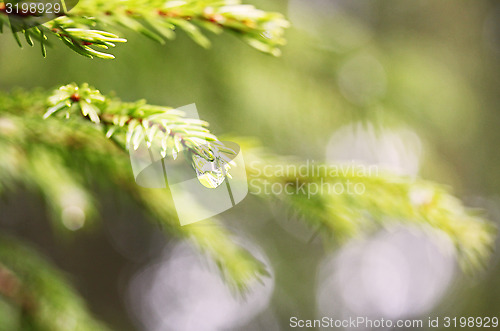 Image of spruce with dewdrop