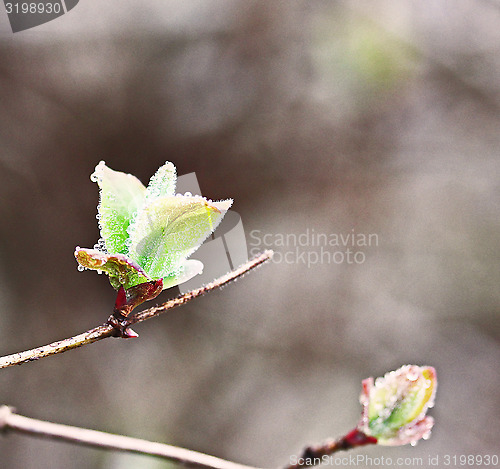 Image of Two buds with dewdrops