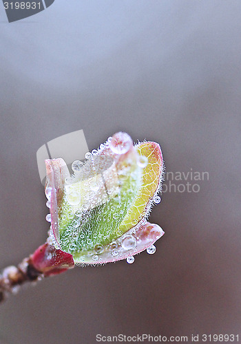 Image of bud with dew