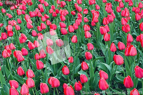 Image of Red tulips 