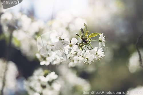 Image of Flowers of blossom tree