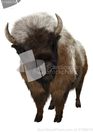 Image of American Bison