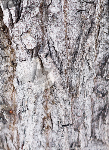 Image of bark background