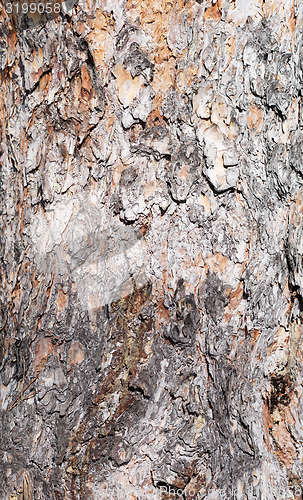 Image of pine bark
