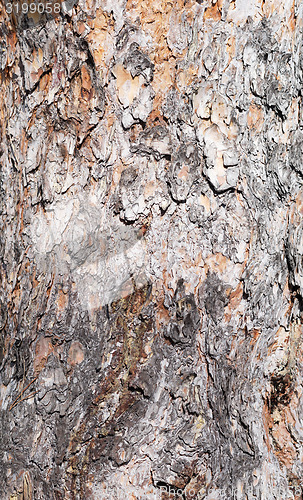 Image of pine bark