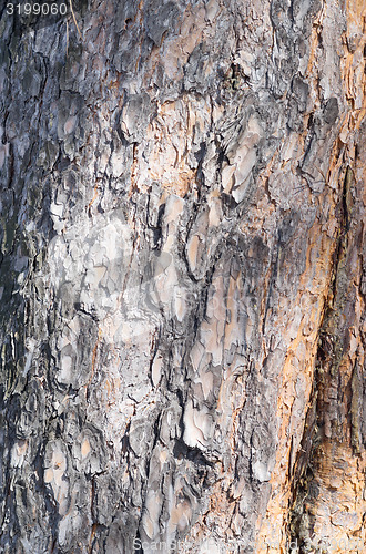 Image of pine bark