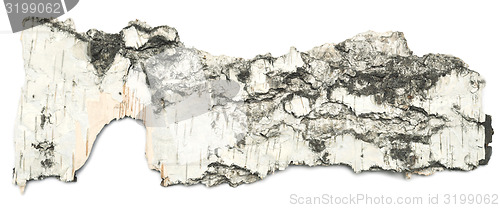 Image of birch bark