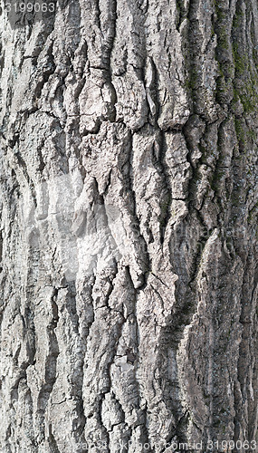 Image of maple bark