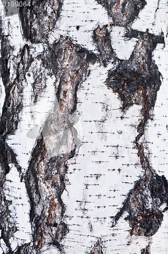 Image of birch bark