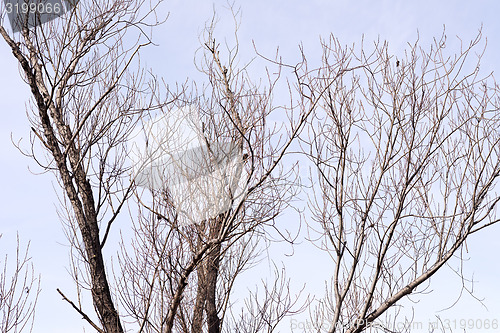 Image of barren tree