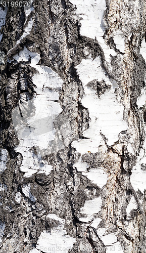 Image of birch bark