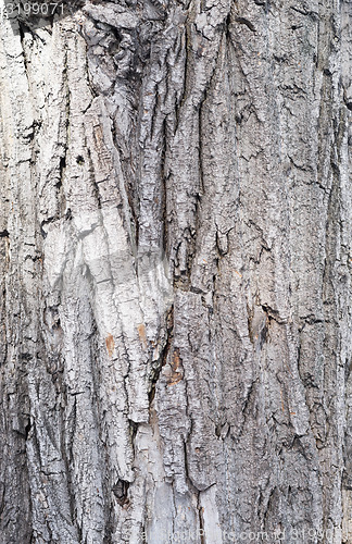 Image of maple bark