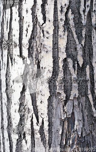 Image of bark background