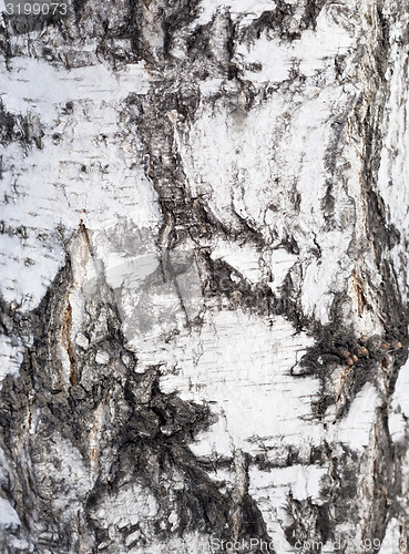 Image of birch bark