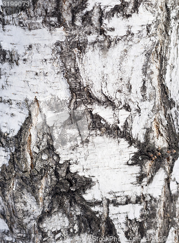 Image of birch bark