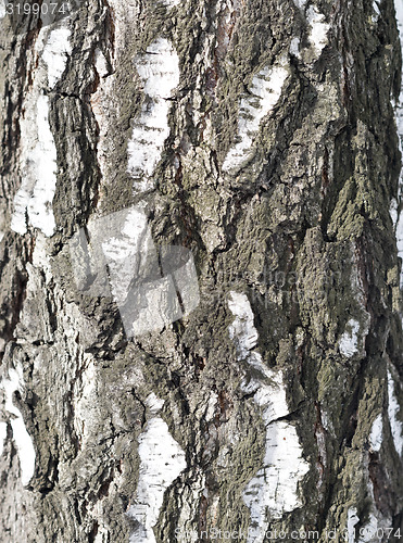 Image of birch bark