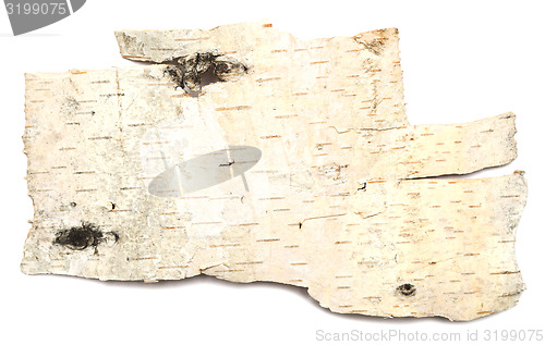 Image of birch bark