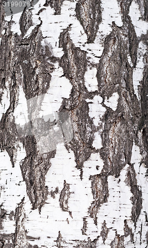 Image of birch bark