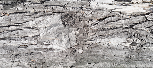 Image of bark background