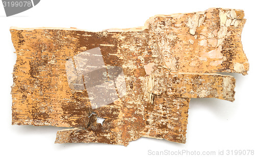 Image of birch bark