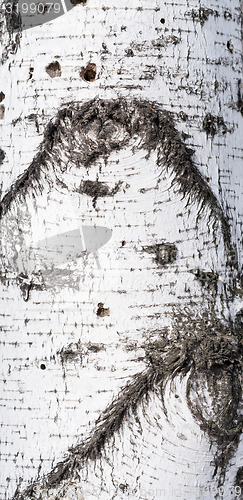 Image of birch bark