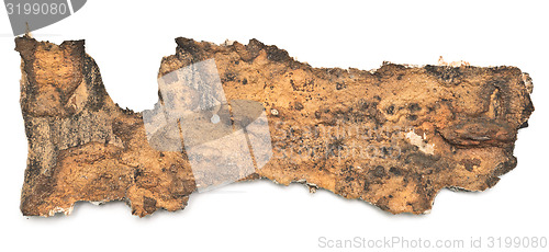 Image of birch bark