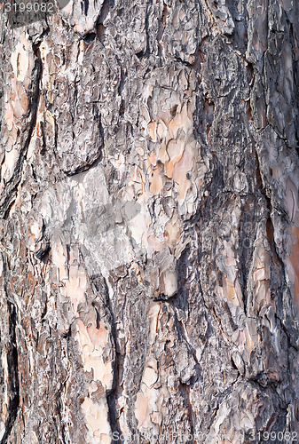 Image of pine bark