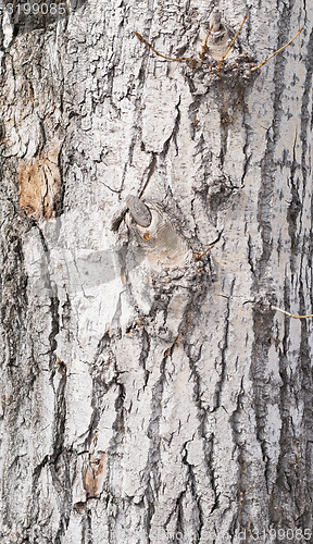 Image of bark background