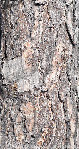 Image of pine bark