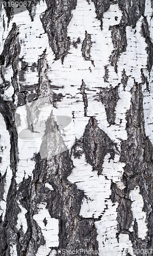 Image of birch bark