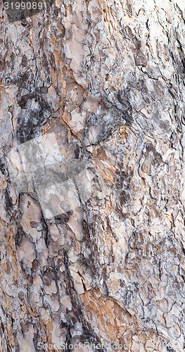 Image of pine bark