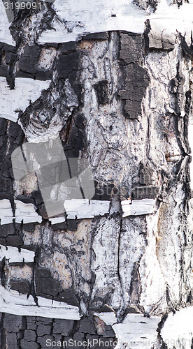 Image of bark texture